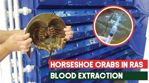 horseshoe crab blood price per litre